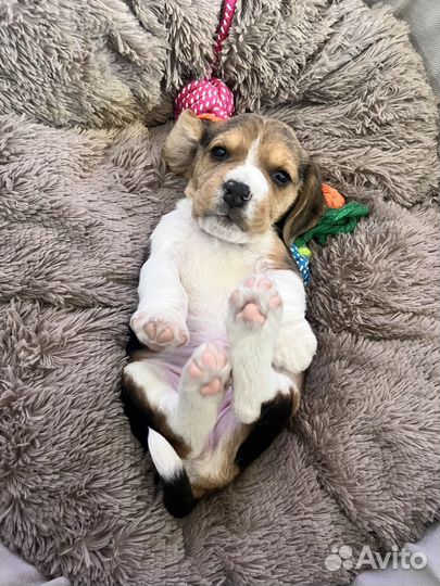 Собака бигль