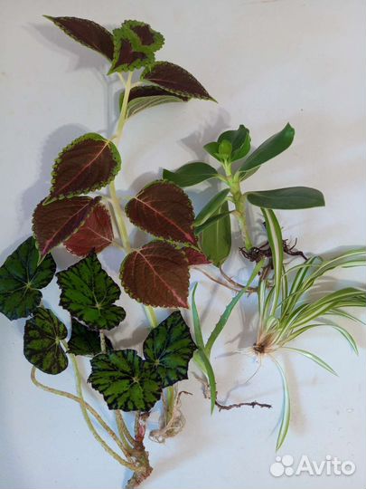 Цветы для начинающих