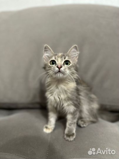 Котята ищут дом