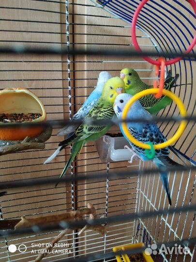 Волнистый попугай