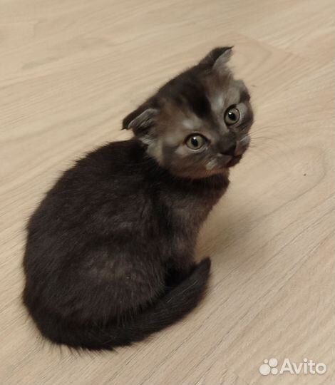 Британская