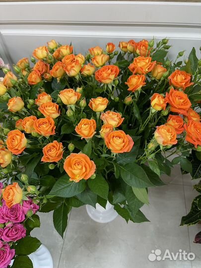 Кустовые розы