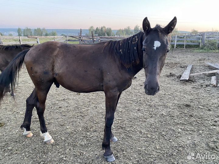 Продам коней