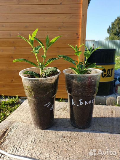 Гортензия Литл блоссом