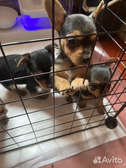 Йоркширский терьер щенки