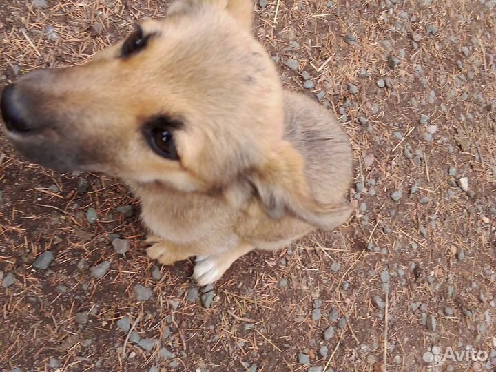 Собачка без клички