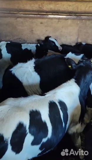 Телята бычки