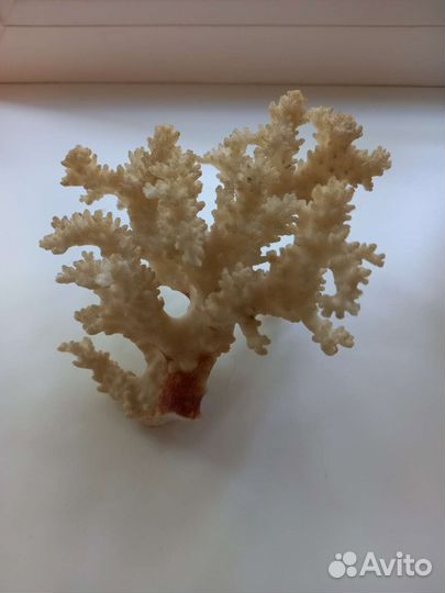 Аквариумы, кораллы