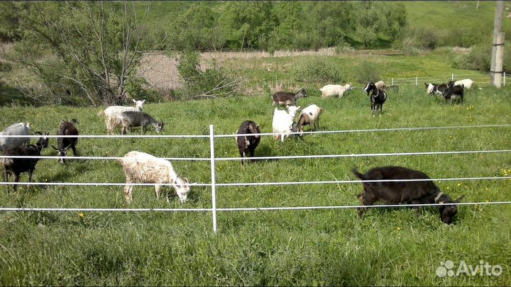 Электропастух