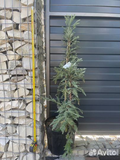 Секвоя вечнозеленая сорт Filoli