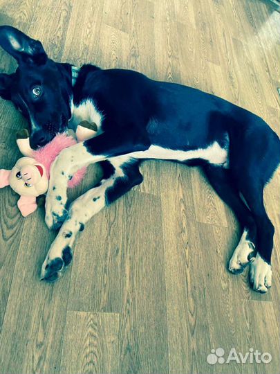 Щенок мальчик