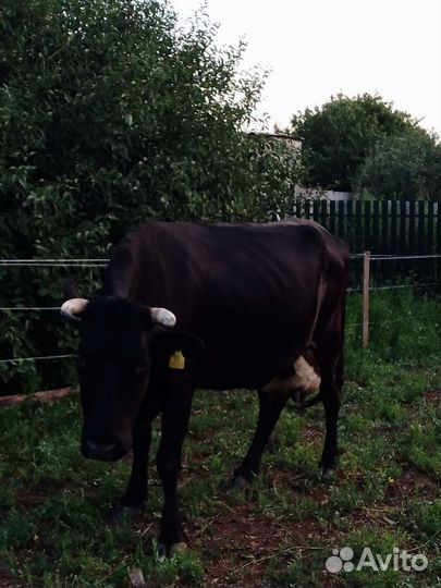 Корова высокоудойная