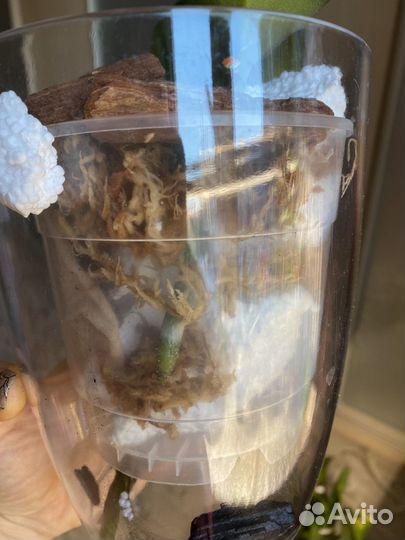 Орхидея фаленопсис phantom