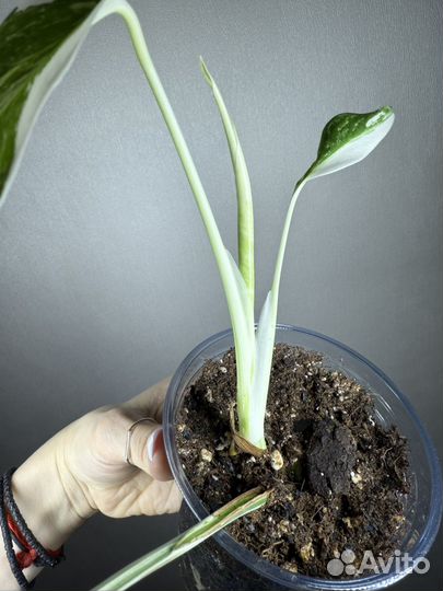 Монстера альба