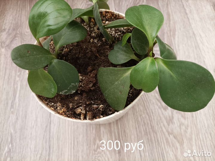 Комнатные цветы