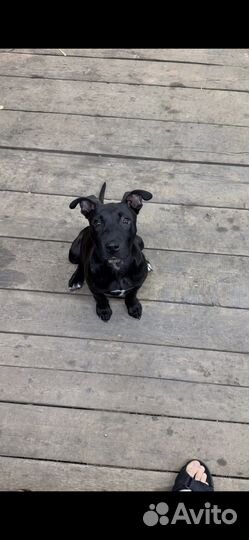 Питбуль щенок