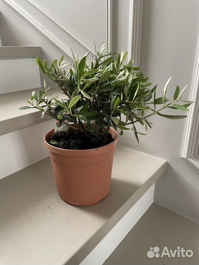 Оливковое дерево Олива 17\50