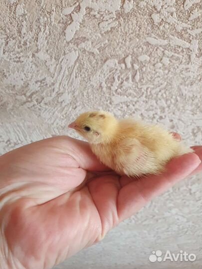 Яйца перепелиные