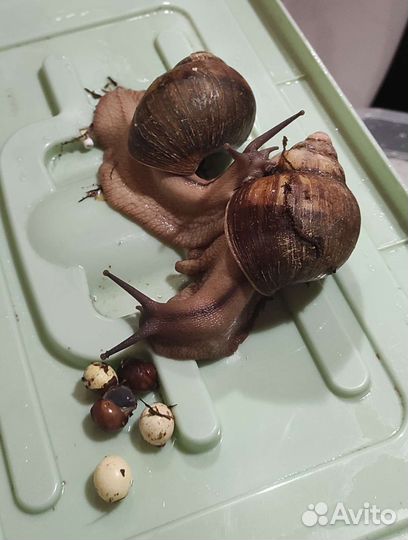 Улитки эгригелла ту-тон