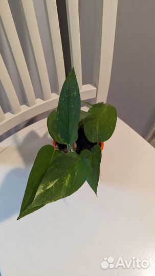 Цветок - живой очиститель воздуха