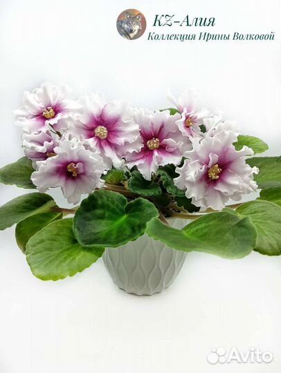 Фиалки сортовые (детки, листовые черенки)