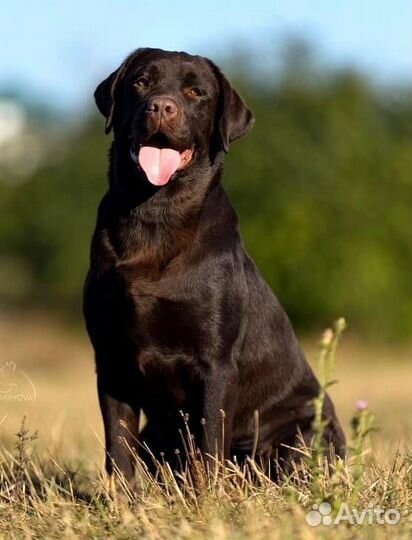 Лабрадор шоколадные девочки