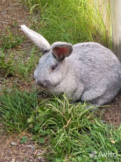 Бсс Кролики Самки