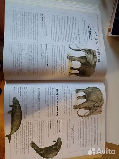 Энциклопедия для детей