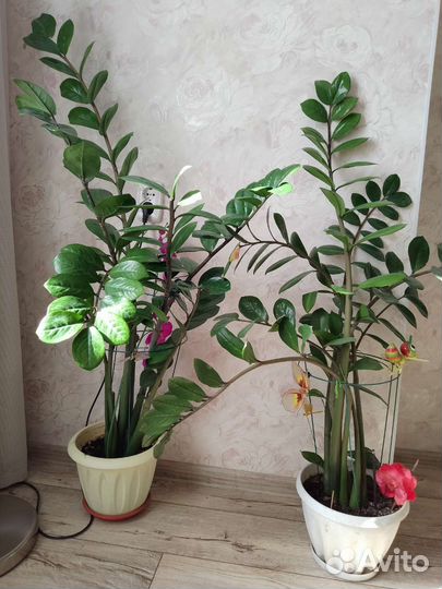 Замиокулькас