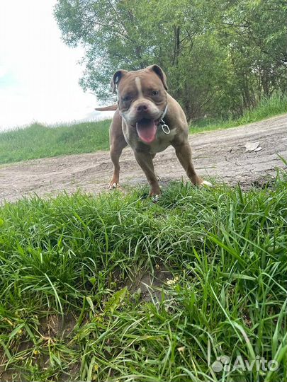 Американский булли