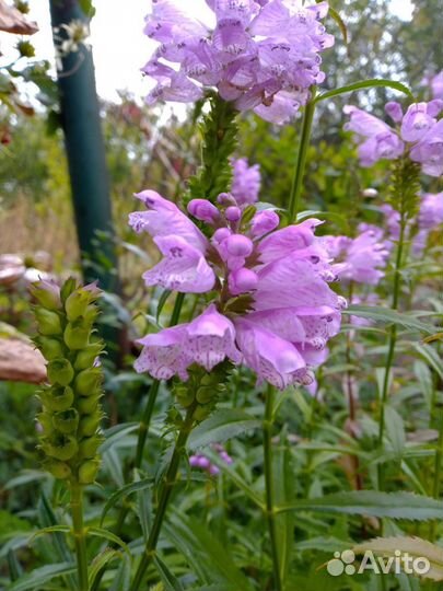 Многолетние цветы для сада