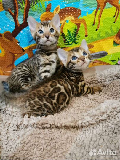 Бенгальские котята