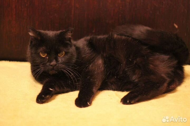 Кошка Лиза в добрые руки