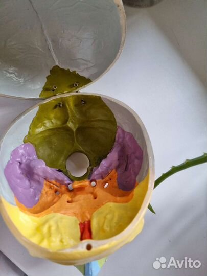 Череп анатомический