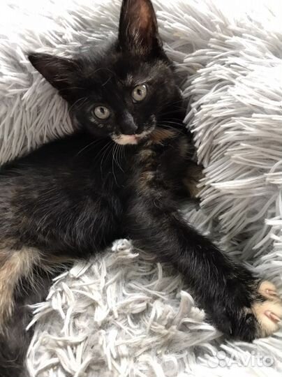 Кошки в добрые руки бесплатно