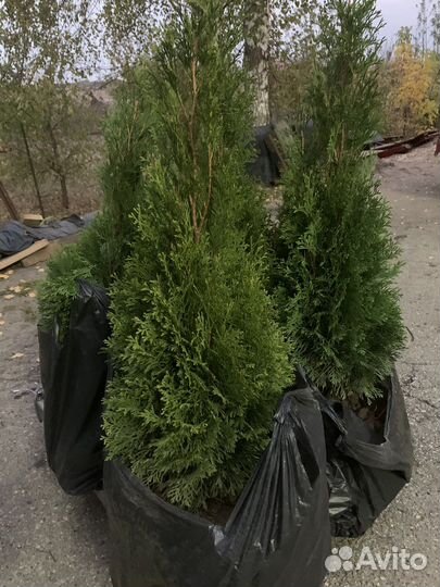 Туя смарагд