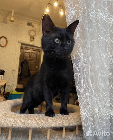 Танцующий Джимми