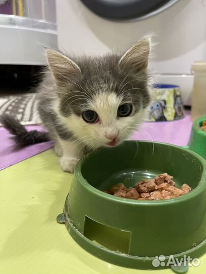 Котята в хорошие руки