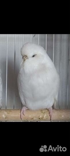 Волнистый попугай Чех. Девочка