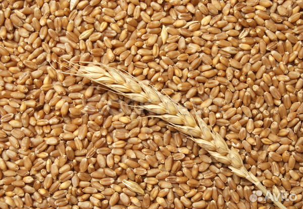 Пшеница, ячмень