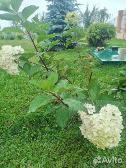 Гортензия ванила фрайз