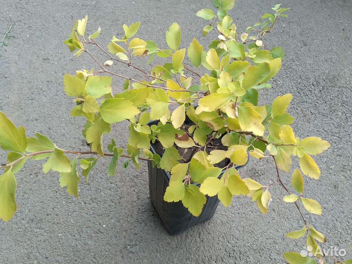 Декоративые кустарники