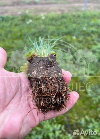 Предзаказ Горная сосна Мугус зкс сеянцы