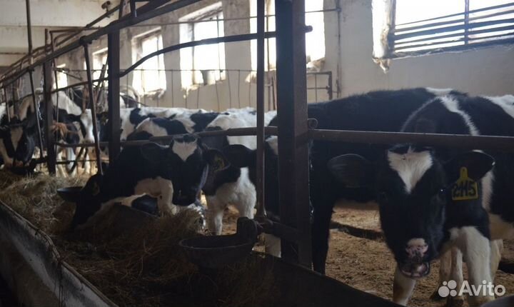 Телята Орёл