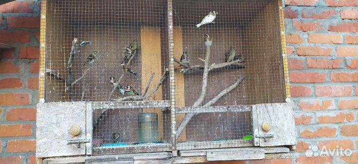 Продаю певчих птиц щеглы, чижи, зяблики, овсянки