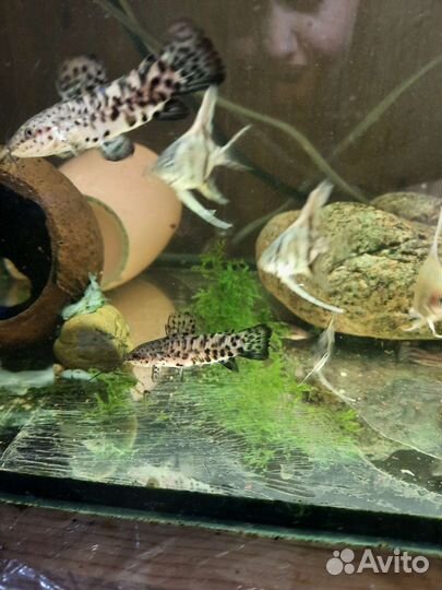 Аквариумные рыбки