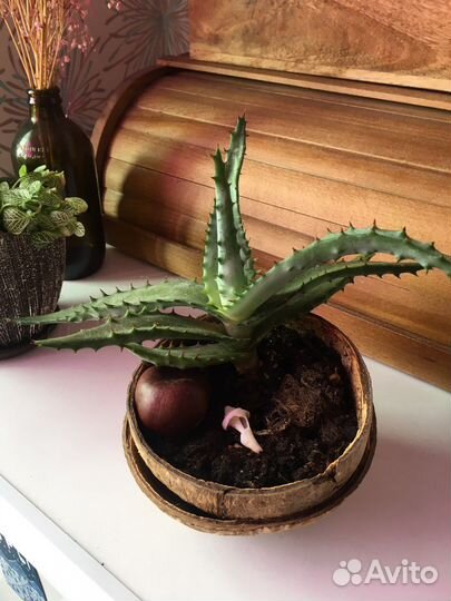 Алоэ столетник