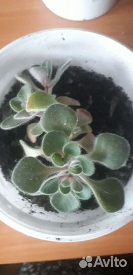 Комнатные цветы