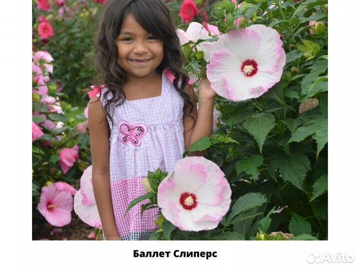 Гибискус саженцы (травянистый)