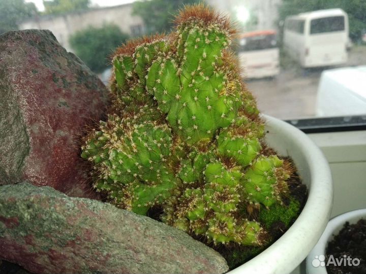 Цериус.Перуанский кактус